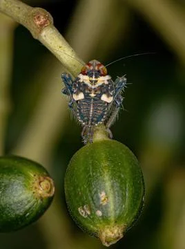 Typical Leafhopper Nymph Stock Photos