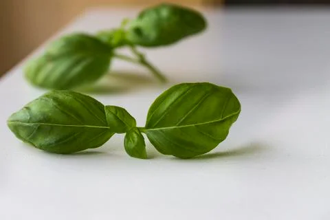 Typical Ligurian basil Fotos de archivo