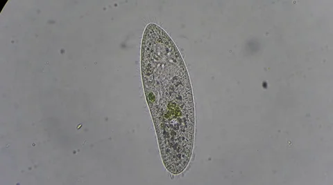 Typical live cell of infusoria under microscope for educational use 動画素材 33661606