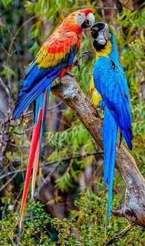 Typical macaws Stock Photos