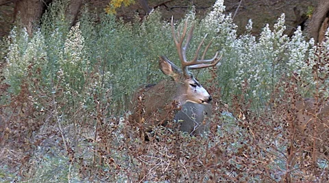 Typical Mature Mule Deer Buck Follows Doe in High Weeds Stock Footage 49643962
