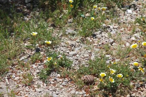 Typical mediterranean flora Stock Photos