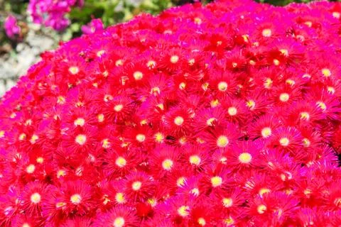 Typical mediterranean flora Stock Photos