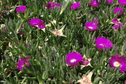 Typical mediterranean flora Stock Photos