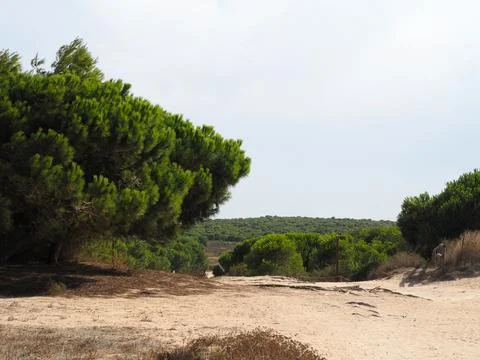 Typical mediterranean forest 库存照片