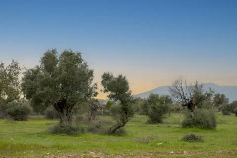 Typical Mediterranean Landscape. Three Olive Trees in a row and some others a Stock Photos