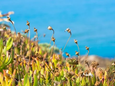 Typical Mediterranean plants Stock Photos