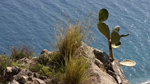 Typical Mediterranean vegetation on the cliff Stock Footage 97760131