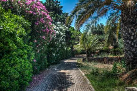 Typical Mediterranean Vegetation Stock Photos