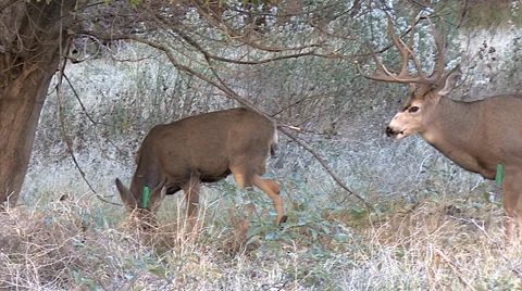 Typical Mule Deer Buck Courts Doe &amp; Follows Her Stock Footage 49580814