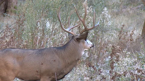 Typical Mule Deer Buck Looks to Left Then Walks Stock Footage 49581469