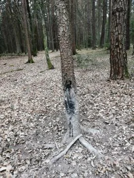 Typical  nearly sharp-markings from wildanimals Stock Photos