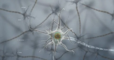 A typical neuron consists of a cell body, dendrites, and a single axon. Stock Illustration