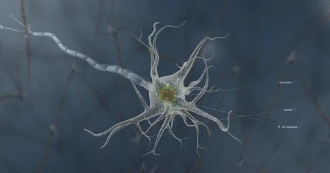 A typical neuron consists of a cell body, dendrites, and a single axon. Stock Illustration
