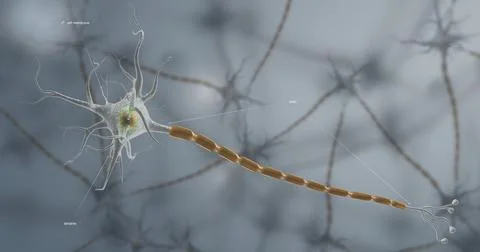 A typical neuron consists of a cell body, dendrites, and a single axon. Stock Illustration