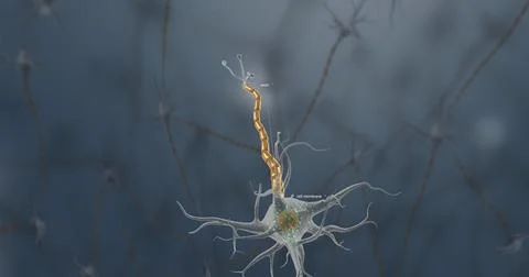 A typical neuron consists of a cell body, dendrites, and a single axon. Stock Illustration