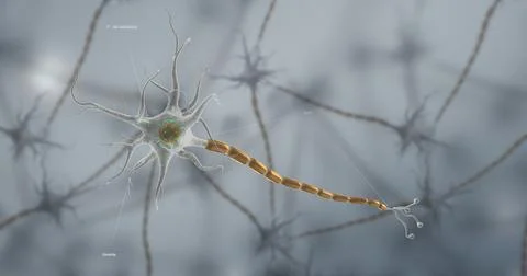 A typical neuron consists of a cell body, dendrites, and a single axon. Stock Illustration