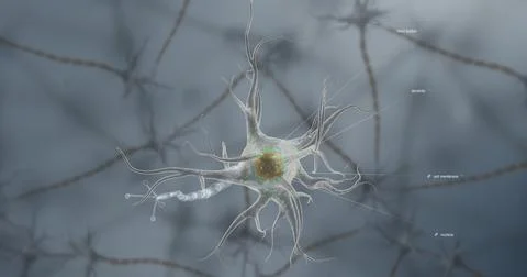 A typical neuron consists of a cell body, dendrites, and a single axon. Illustrazione stock