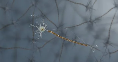 A typical neuron consists of a cell body, dendrites, and a single axon. Stock Illustration