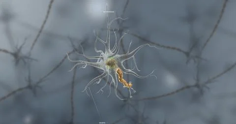 A typical neuron consists of a cell body, dendrites, and a single axon. Stock Illustration