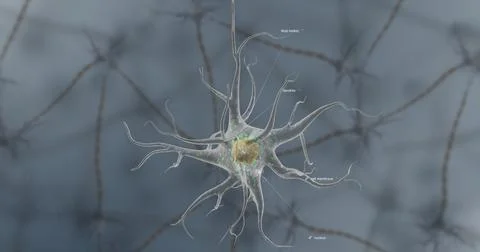 A typical neuron consists of a cell body, dendrites, and a single axon. Stock Illustration