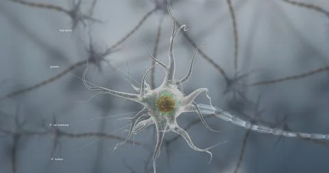 A typical neuron consists of a cell body, dendrites, and a single axon. Stock Illustration