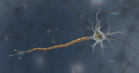 A typical neuron consists of a cell body, dendrites, and a single axon. Stock Illustration