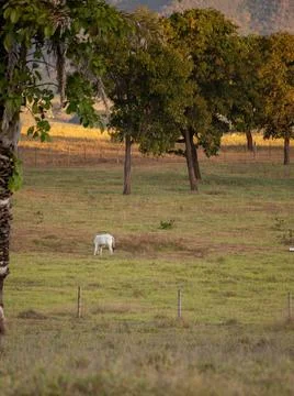 Typical pasture fields Stock Photos