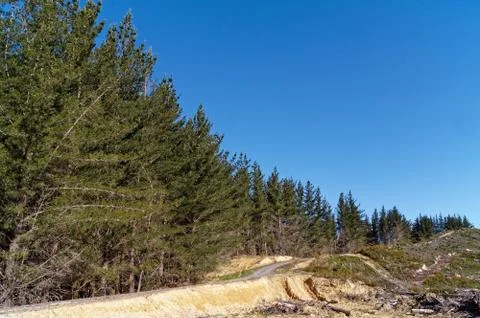 Typical pine forest in the Nelson Region of New Zealand. Stock Photos
