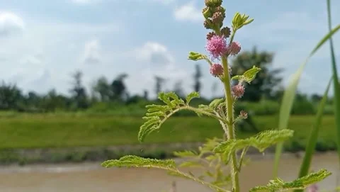 Typical plants shy princess creates an atmosphere looks naturally calm. Video stock 332056014