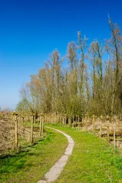 Typical pollard willows in holland Stock Photos