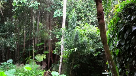 Typical rainforest landscape in Thailand Stock Footage 290462371