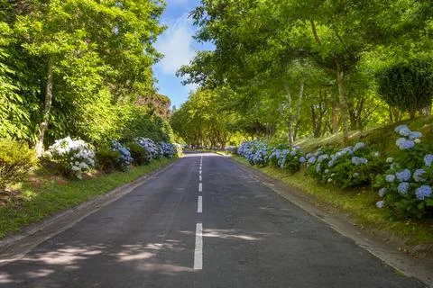 Typical road with trees and hydrangeas flowers on the side. Sao Miguel, Azores Stock Photos