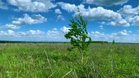 Typical russian landscape with birch tree in green foliage Stock Footage 197308513