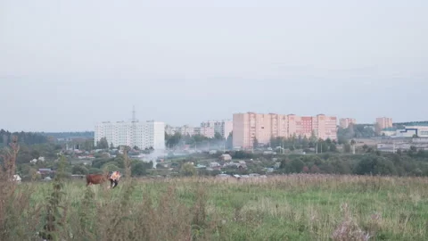 Typical Russian landscape. Small town, agriculture landscape. Field with cows Stock Footage 146207561