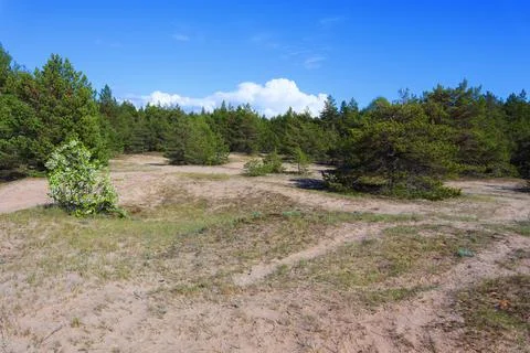 Typical sandy dunes in the middle of juniper, pine and spruce trees Stock Photos