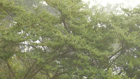 Typical scenery of endemic warbler in cloud forest of Costa Rica Stock Footage 126810922