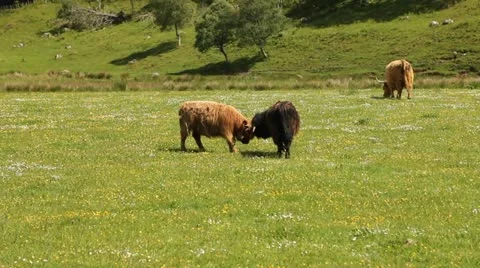 Typical Scottish cows in a field Video stock 11236024