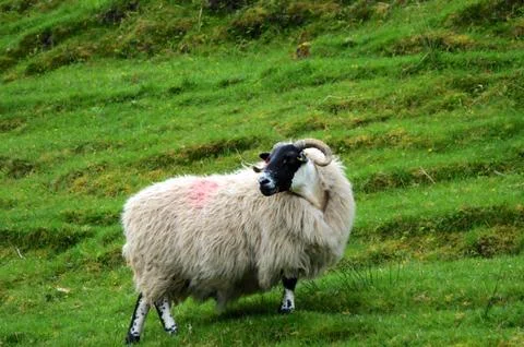 Typical scottish sheep Stock Photos