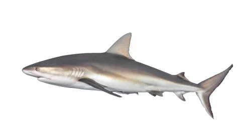 Typical side-on view of shark Stock Photos