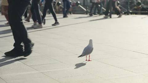 Typical silver gull or seagull standing in the sun in busy city street in Sydney Stock Footage 287302392