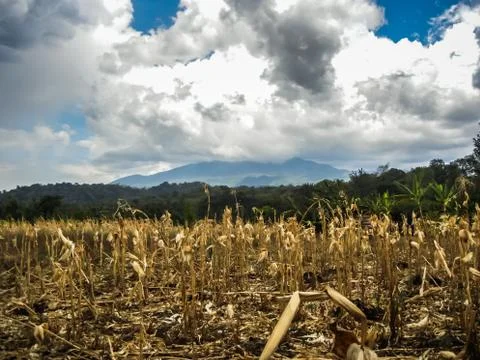 A typical small maize field from small farmers Stock Photos