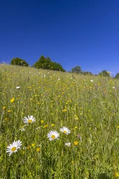 Typical Spring landscape in White Carpathians near Stary Hrozenkov, Souther.. Foto stock