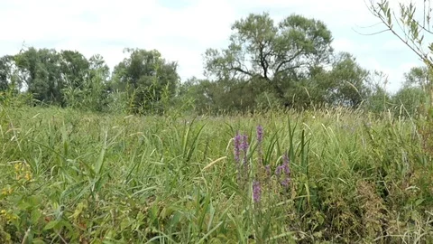 Typical summer time meadow landscape at Havel river in Havelland (Germany) Video stock 95597464