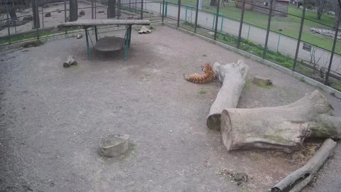 A typical tiger day when he is alone in a cage Stock Footage 152305119