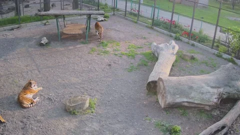 Typical Tiger Pre-Dinner Rest Stock Footage 153911354