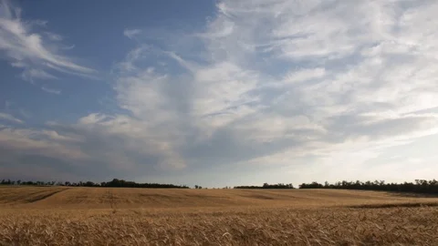 Typical time lapse over a wheat field in Hungary. Location : Pusztazámor, Vidéo 103686873