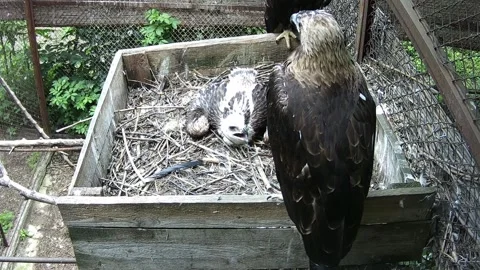 Typical time spent by the mother of an eagle and her baby in the nest Stock Footage 156186544