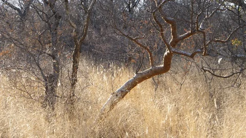 Typical tree and flora in Namibia, Etosha National Park, Africa in 4K Stock Footage 90829477