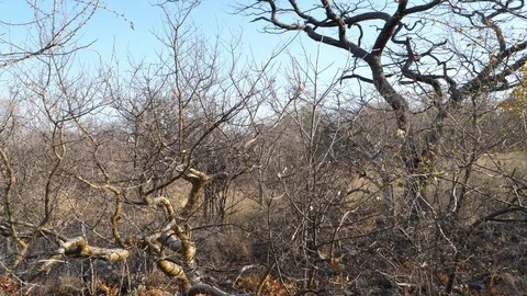 Typical tree and flora in Namibia, Etosha National Park, Africa in 4K Stock Footage 90829615